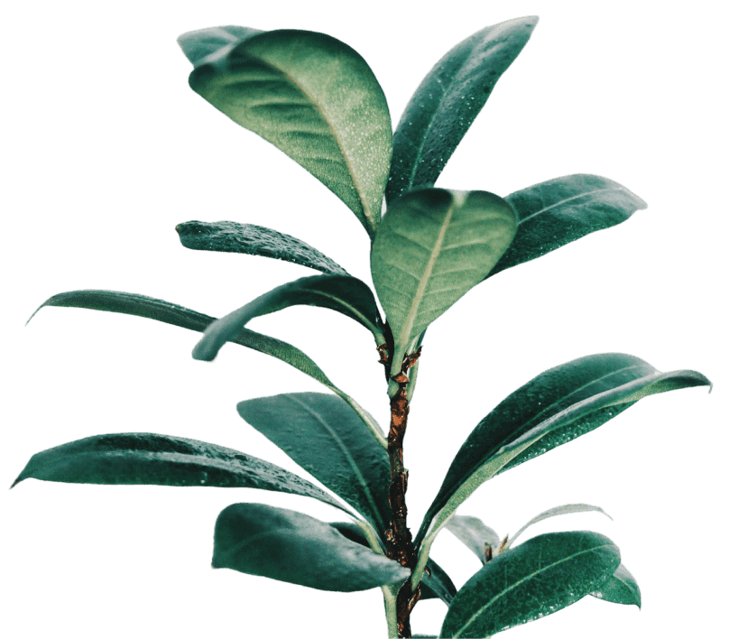 Botanic Beauty Hajszalon növény