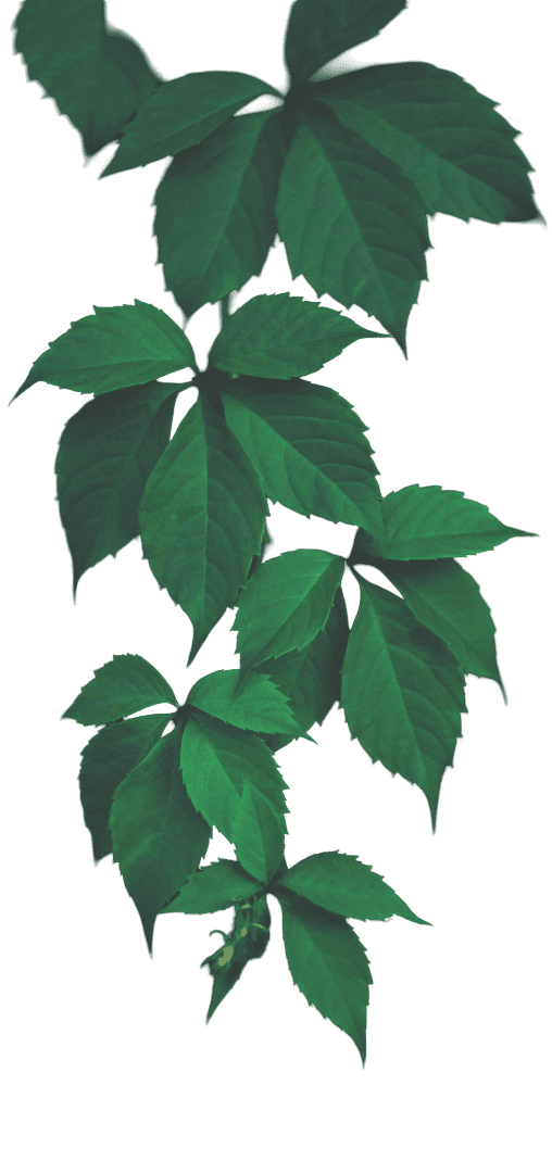 Botanic Beauty Hajszalon növény